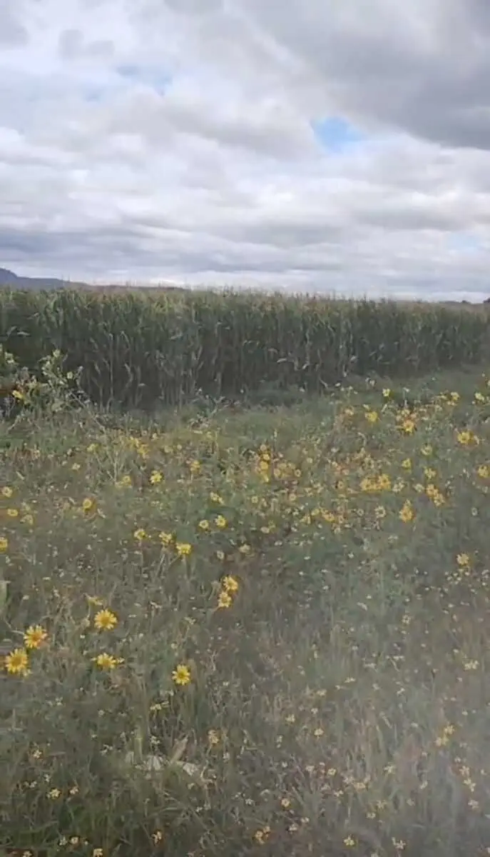 Rancho para Venta en el limite de Jalisco y Guanajuato — foto 3