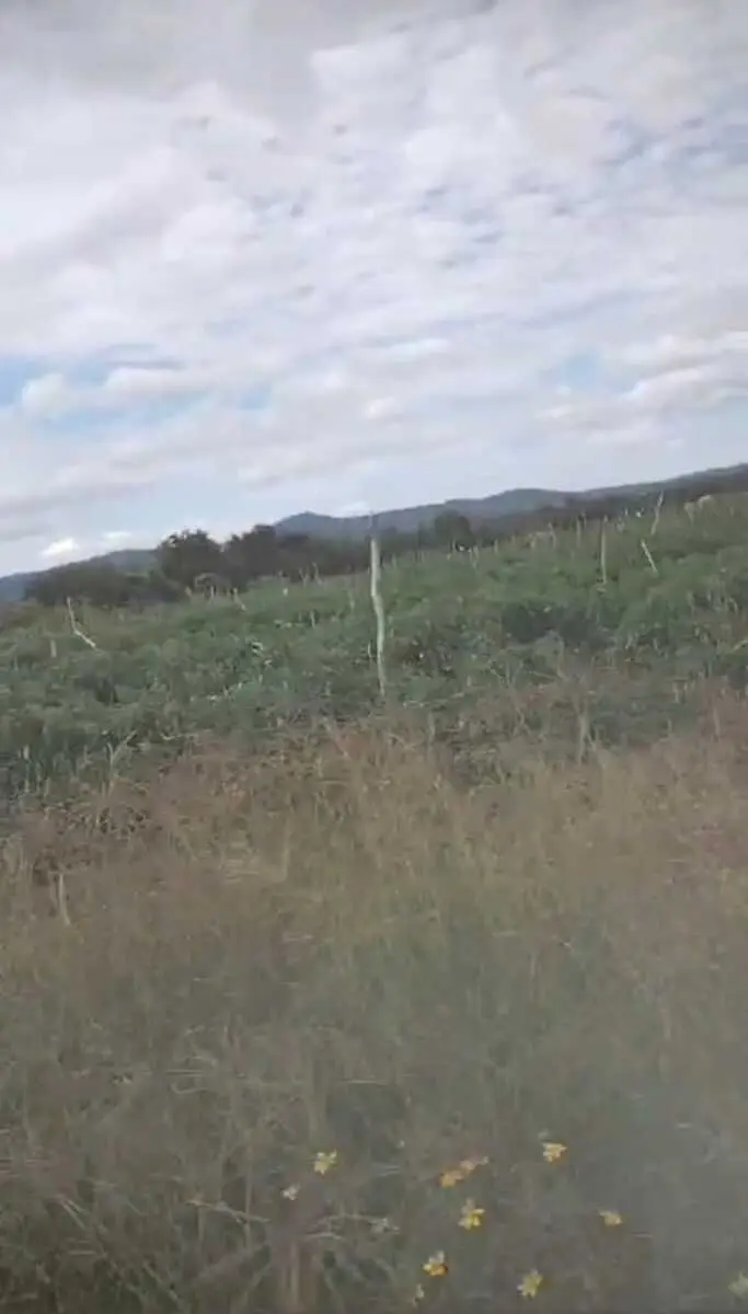 Rancho para Venta en el limite de Jalisco y Guanajuato — foto 6