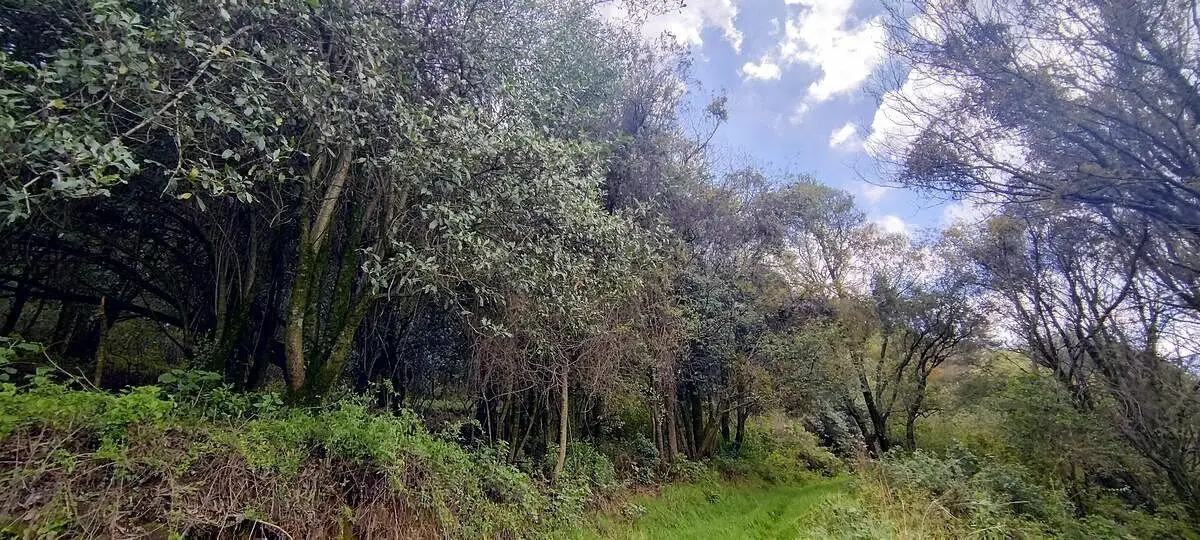 Terreno en Venta en Santa Rosa Xochiac — foto 6