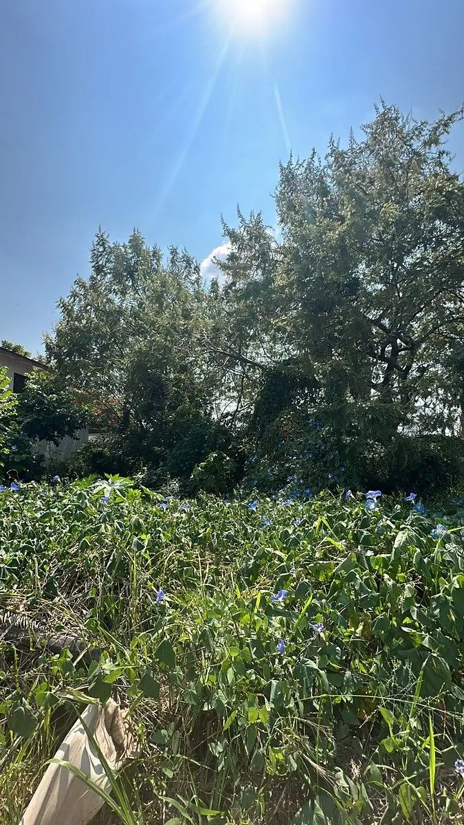 Vendo terreno dentro fraccionamiento Lomas de Cocoyoc — foto 5
