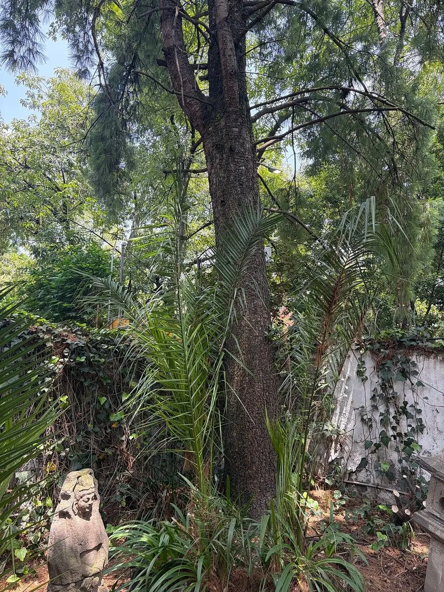 Casa para Remodelar en las Lomas de Chapultepec — foto 3