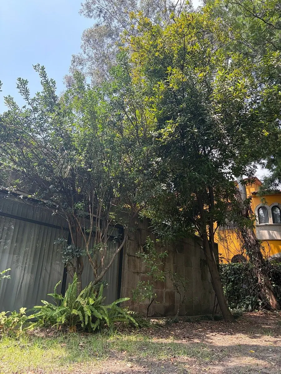 Casa para Remodelar en las Lomas de Chapultepec — foto 4