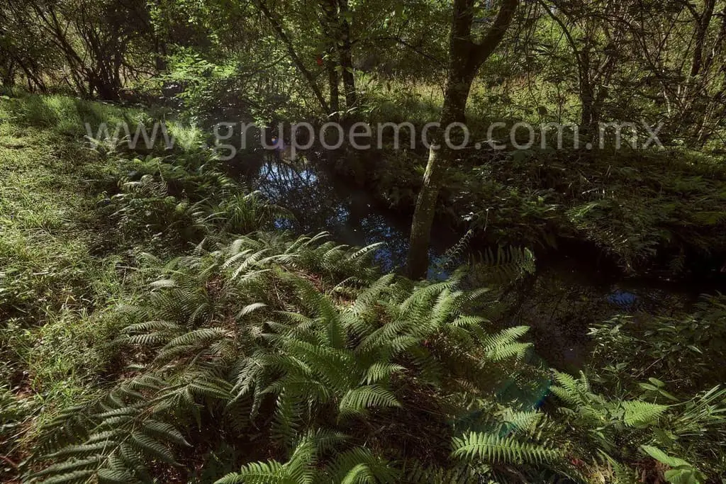 Terreno Campestre Reserva San Gregorio, Concepción de Buenos Aires — foto 6