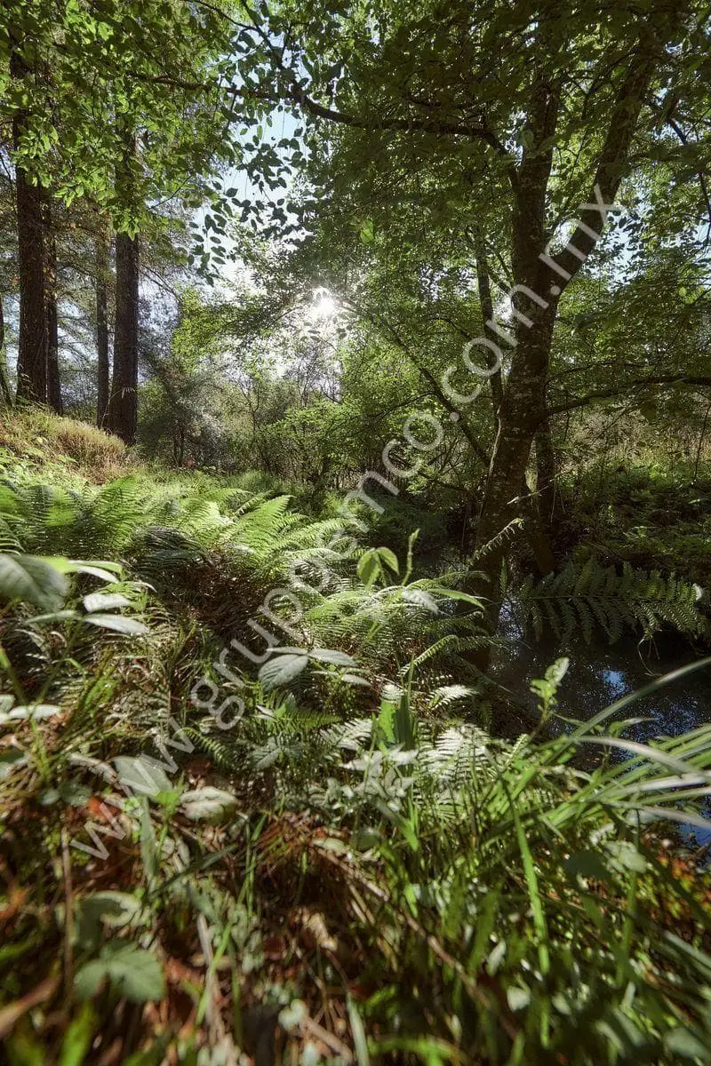 Terreno Campestre Reserva San Gregorio, Concepción de Buenos Aires — foto 7