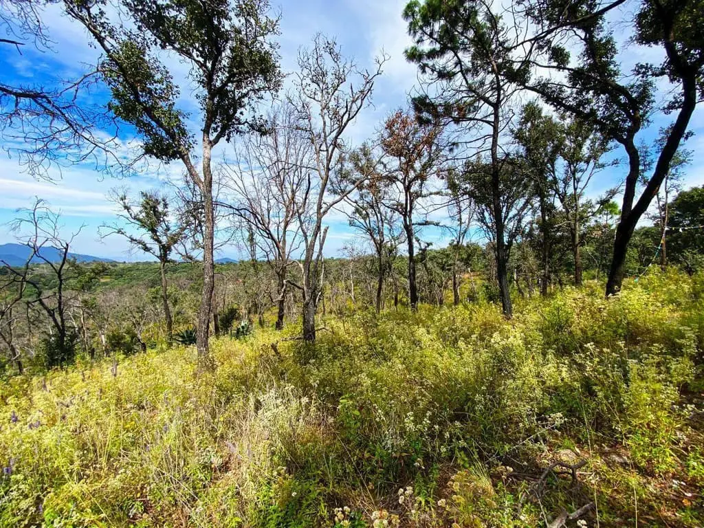 Terreno de 1 Hectarea en Venta en Atemajac de Brizuela a Pie de Carretera. — foto 3