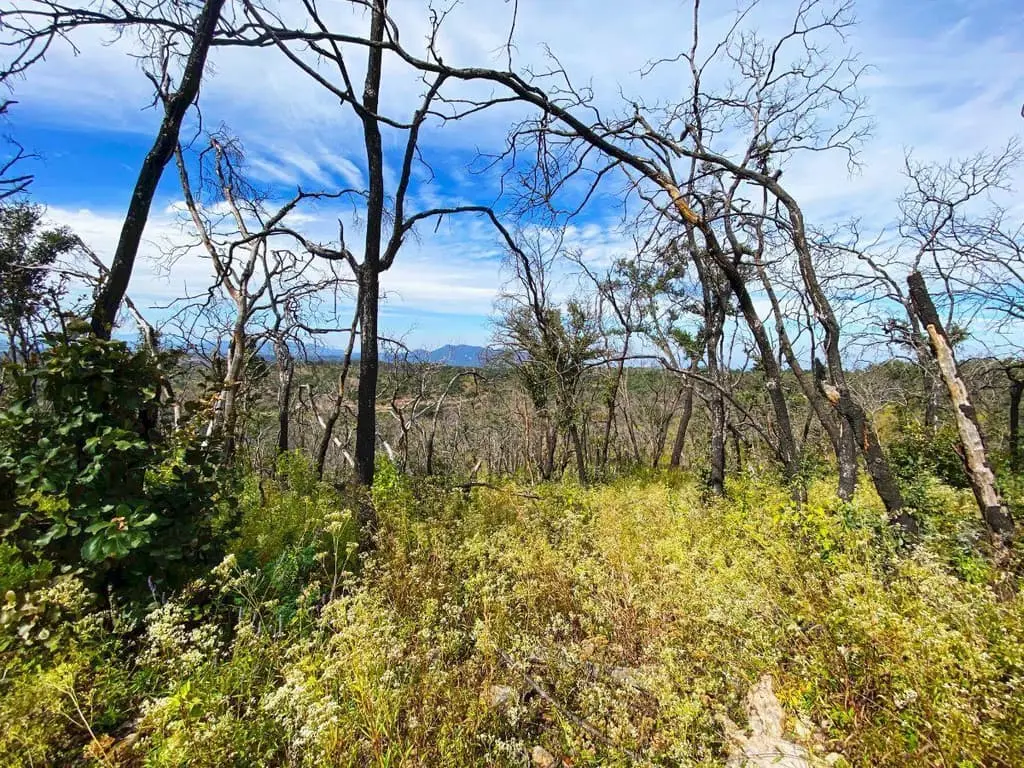 Terreno de 1 Hectarea en Venta en Atemajac de Brizuela a Pie de Carretera. — foto 5