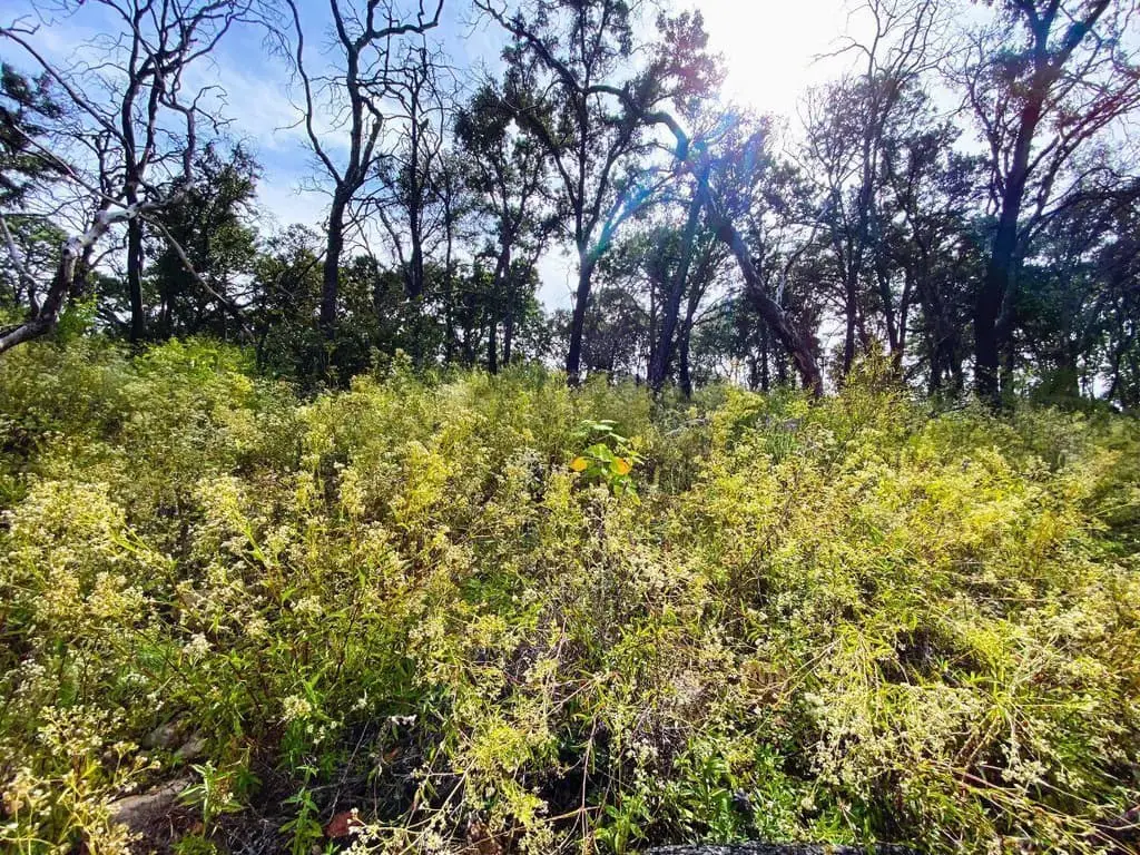 Terreno de 1 Hectarea en Venta en Atemajac de Brizuela a Pie de Carretera. — foto 6