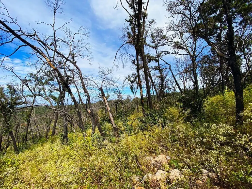 Terreno de 1 Hectarea en Venta en Atemajac de Brizuela a Pie de Carretera. — foto 7