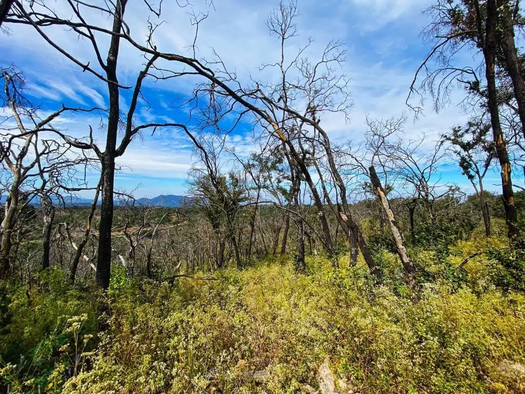 Terreno de 1 Hectarea en Venta en Atemajac de Brizuela a Pie de Carretera. — foto 8