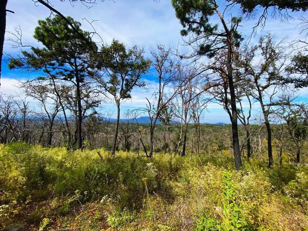 Terreno de 1 Hectarea en Venta en Atemajac de Brizuela a Pie de Carretera. — foto 9