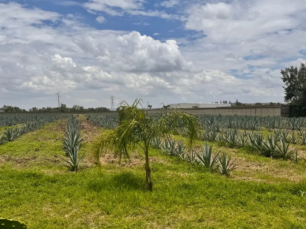 Terreno en Venta en Tlajomulco de Zuñiga, Jal. — foto 3