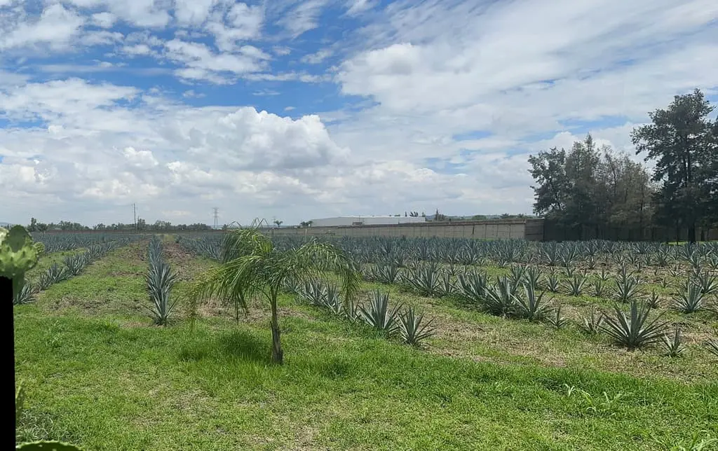 Terreno en Venta en Tlajomulco de Zuñiga, Jal. — foto 4