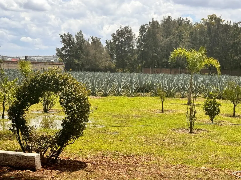 Terreno en Venta en Tlajomulco de Zuñiga, Jal. — foto 6