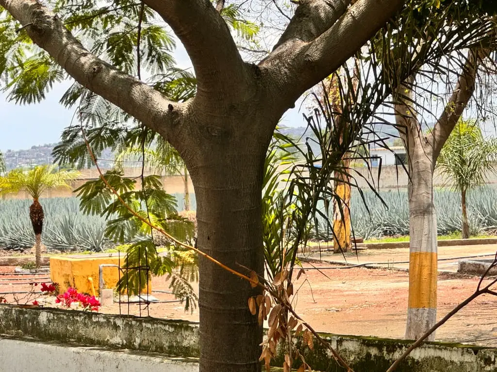 Terreno en Venta en Tlajomulco de Zuñiga, Jal. — foto 10