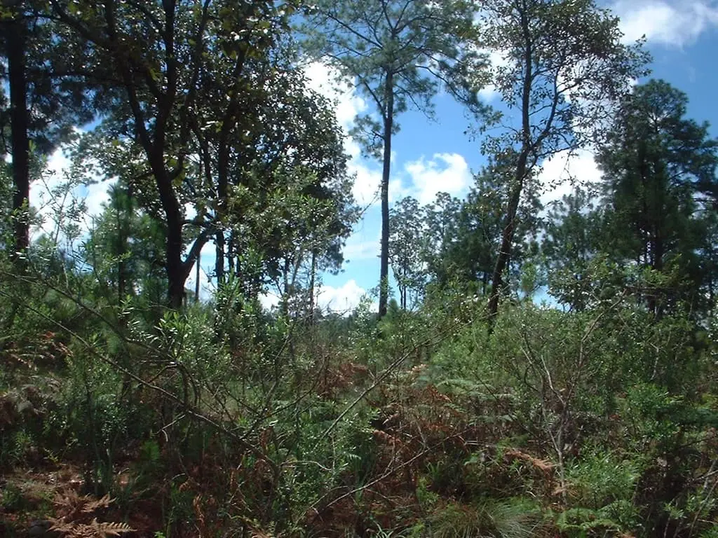 Terreno Rustico de 108 +Has Mazamitla — foto 11