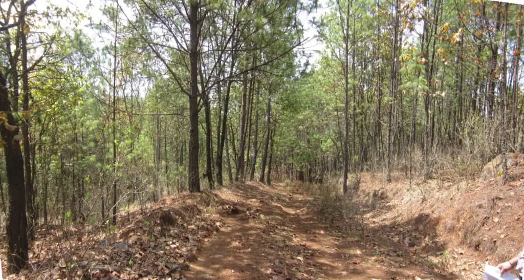 Terreno Rustico de 108 +Has Mazamitla — foto 5