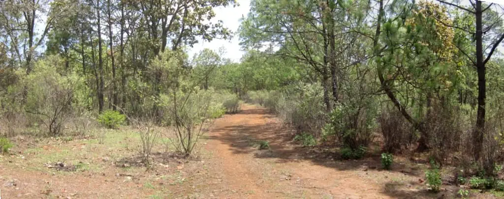 Terreno Rustico de 108 +Has Mazamitla — foto 6
