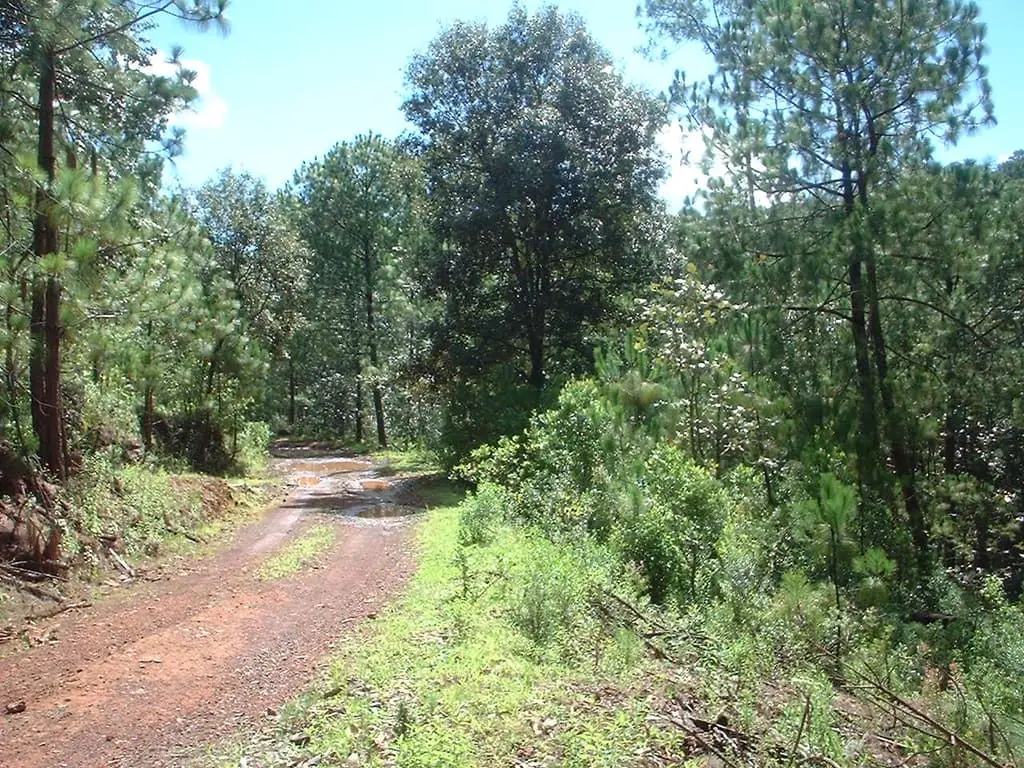 Terreno Rustico de 108 +Has Mazamitla — foto 9