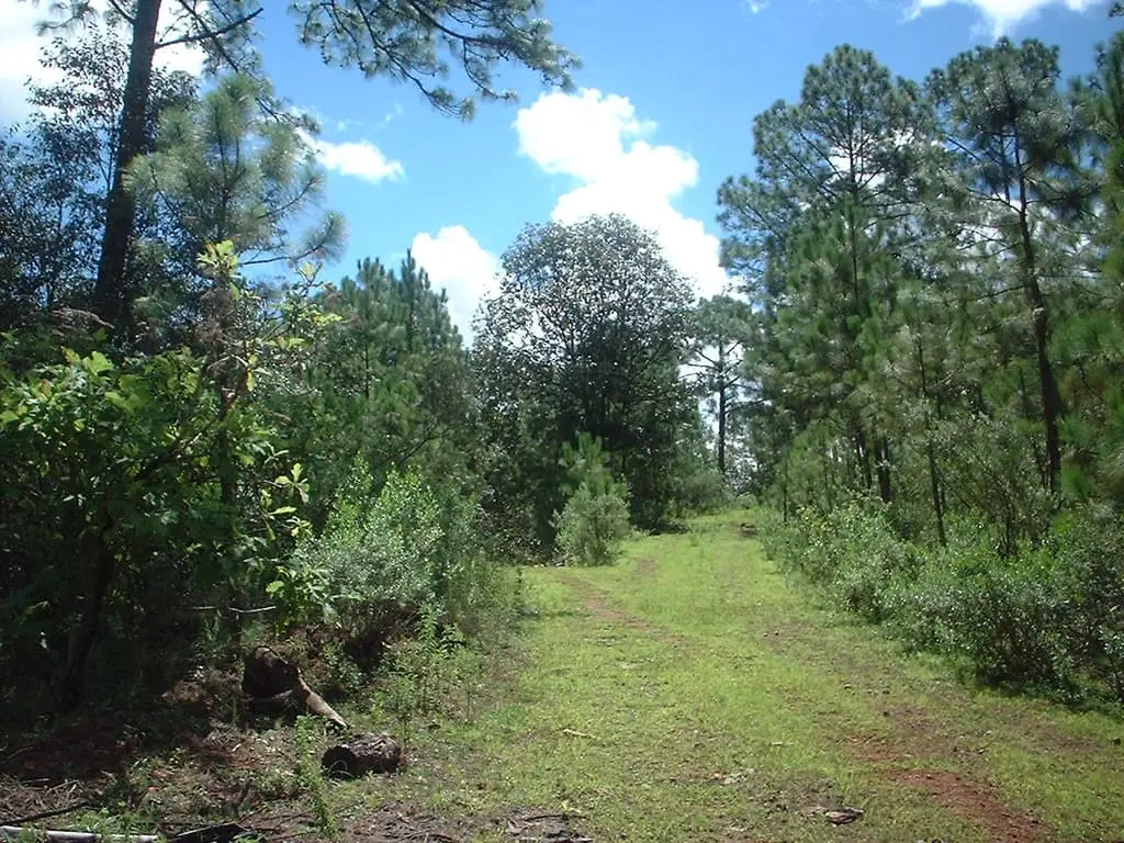 Terreno Rustico de 108 +Has Mazamitla — foto 10