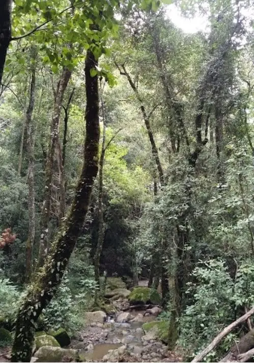 Terrenos en Venta en Mazamitla de 1,600 M2 Escriturados — foto 7