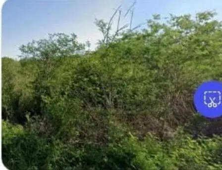 Sierra de Papacal Merida, Invierte en Este Terreno y Asegura Tu Futuro — foto 5