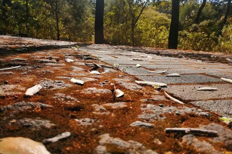 Terreno en venta en reserva de los encinos — foto 2