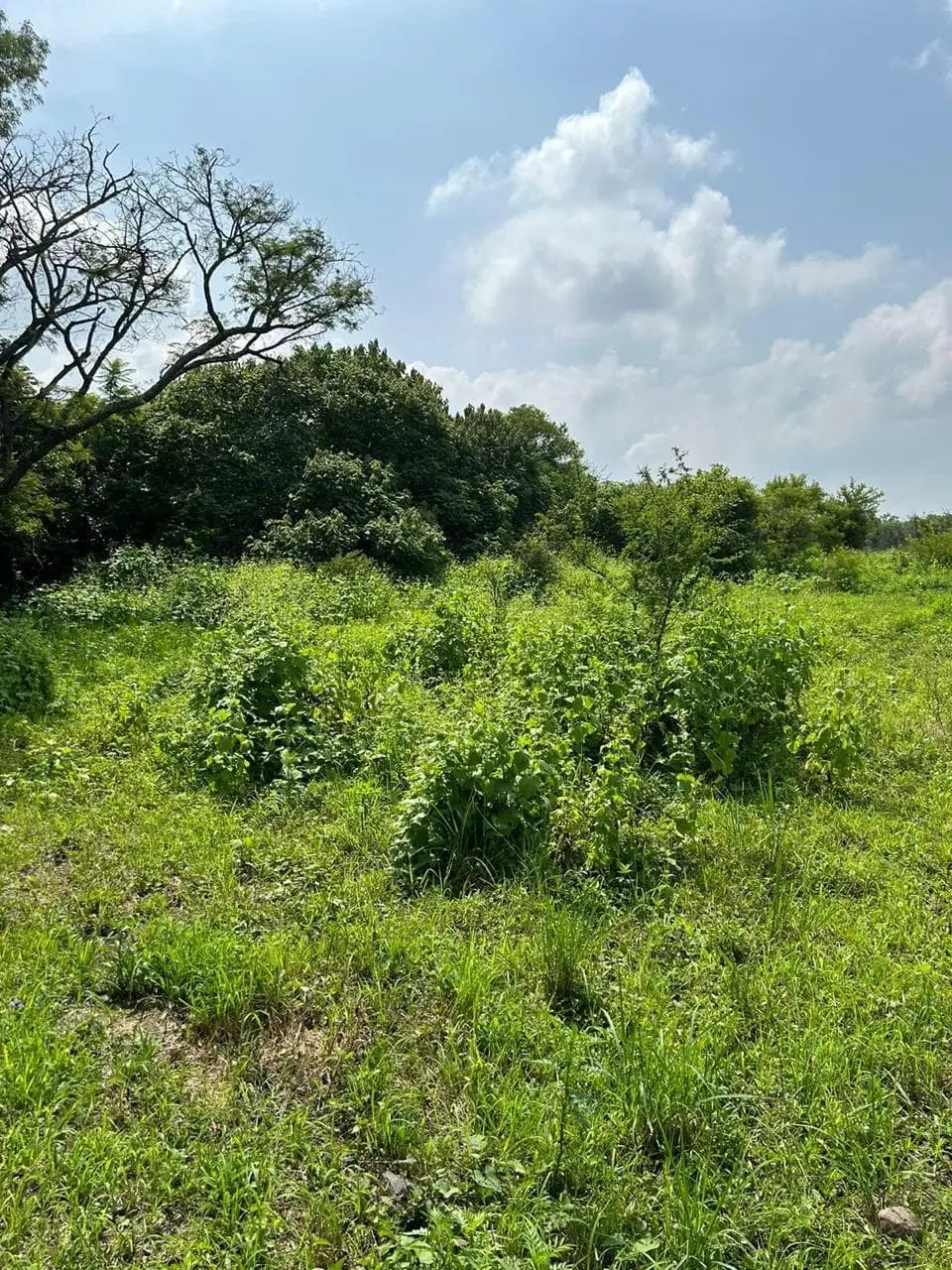 Zapotlanejo, Terreno en Venta, Atención Inversionistas — foto 3