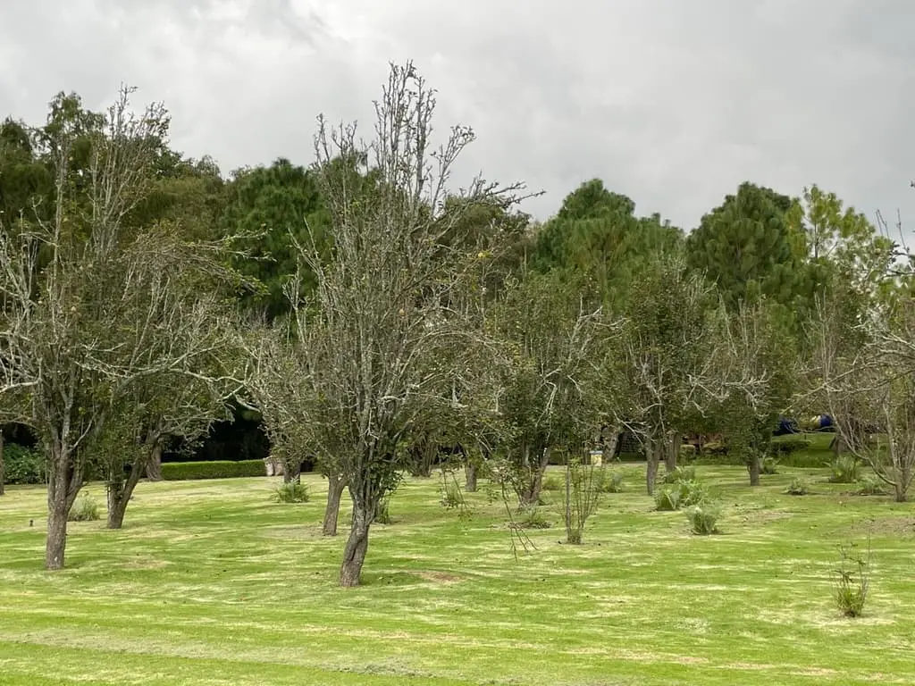 Terreno en Venta – Tapalpa, Jalisco — foto 7