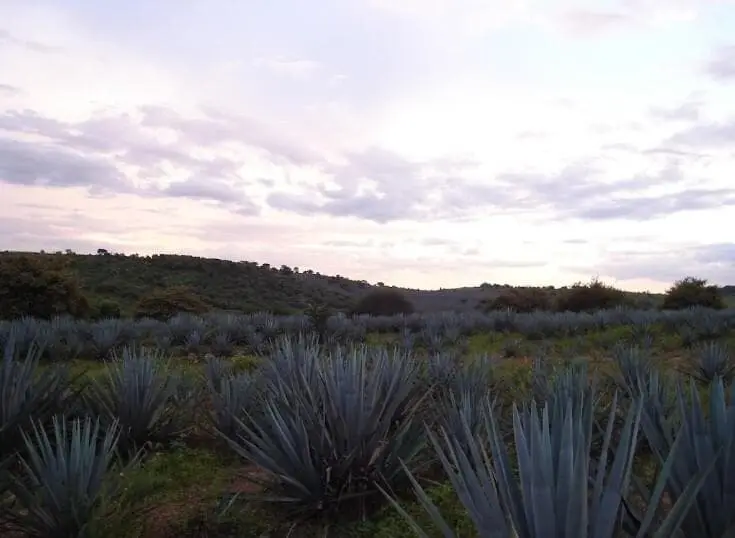 Se Remata Terreno Campestre Agricola en Castro Urieles Pacana en Tala Jalisco