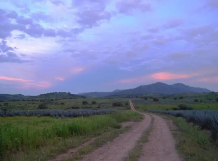 Se Remata Terreno Campestre Agricola en Castro Urieles Pacana en Tala Jalisco — foto 2