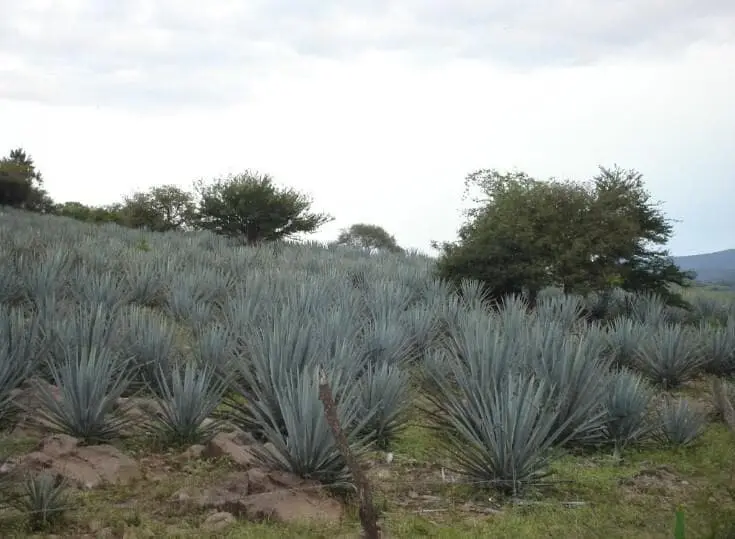 Se Remata Terreno Campestre Agricola en Castro Urieles Pacana en Tala Jalisco — foto 3