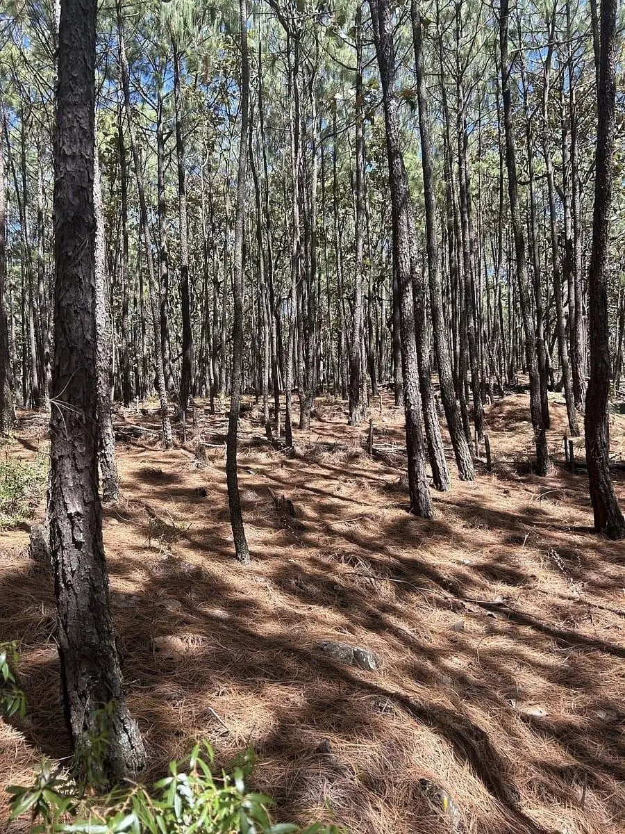 Terreno en Venta en Tapalpa - Mazati Reserve Condor 2A — foto 2