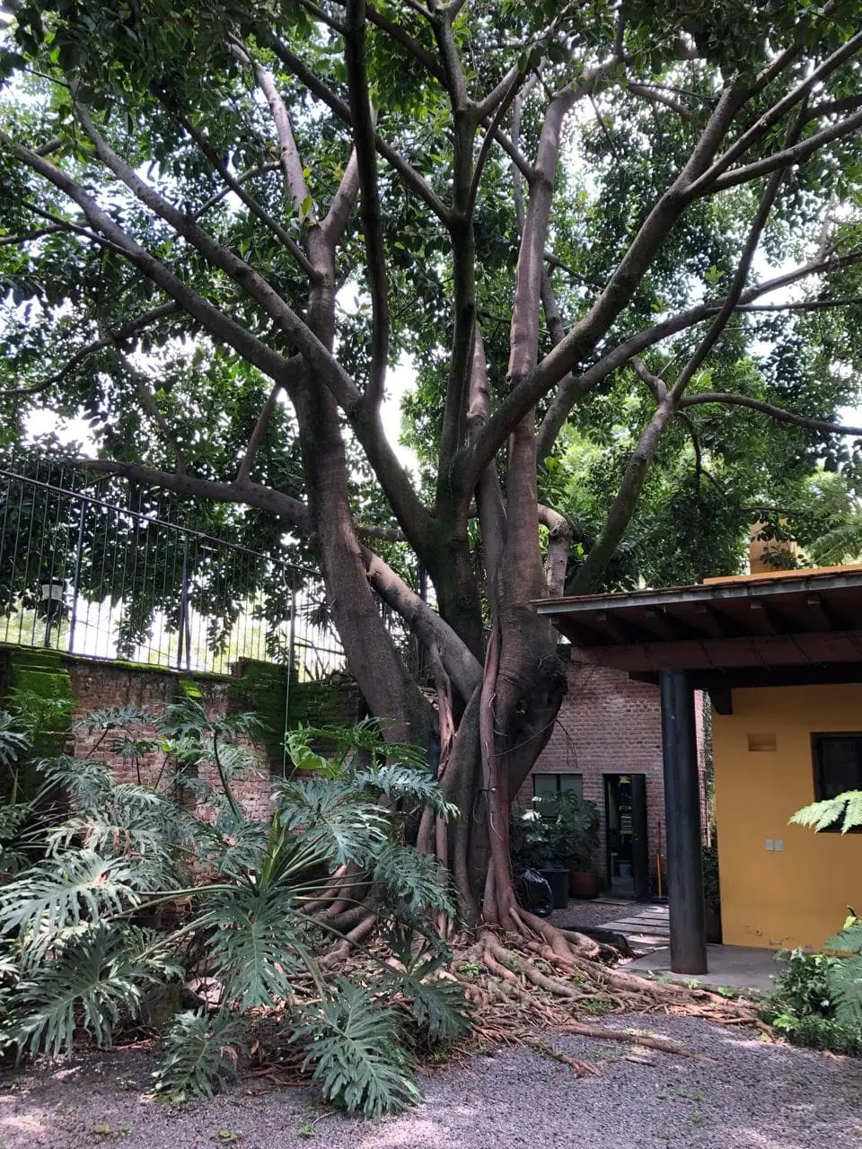 Cálida Casa con Alberca y Jardines en la Col Seattle — foto 12