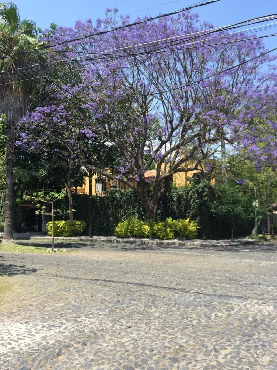 Cálida Casa con Alberca y Jardines en la Col Seattle — foto 3