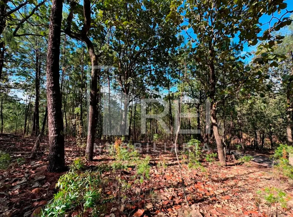 Venta Terreno en Sierra Mazati en Agua Zarca Tapalpa — foto 5