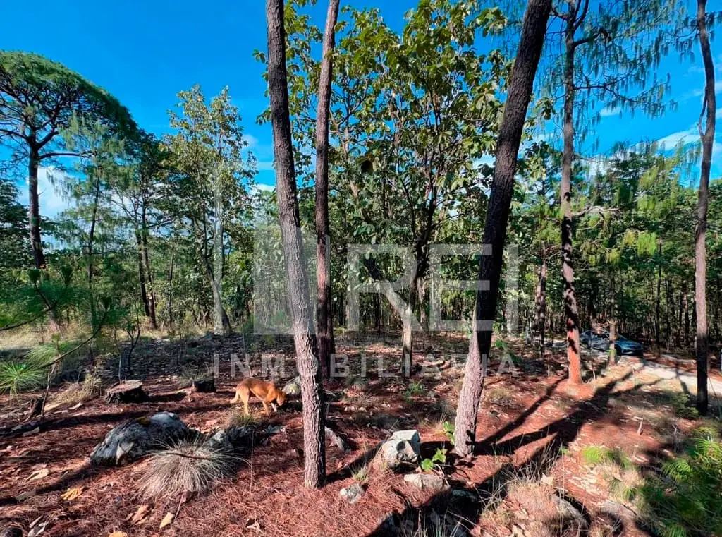 Venta Terreno en Sierra Mazati en Agua Zarca Tapalpa — foto 8