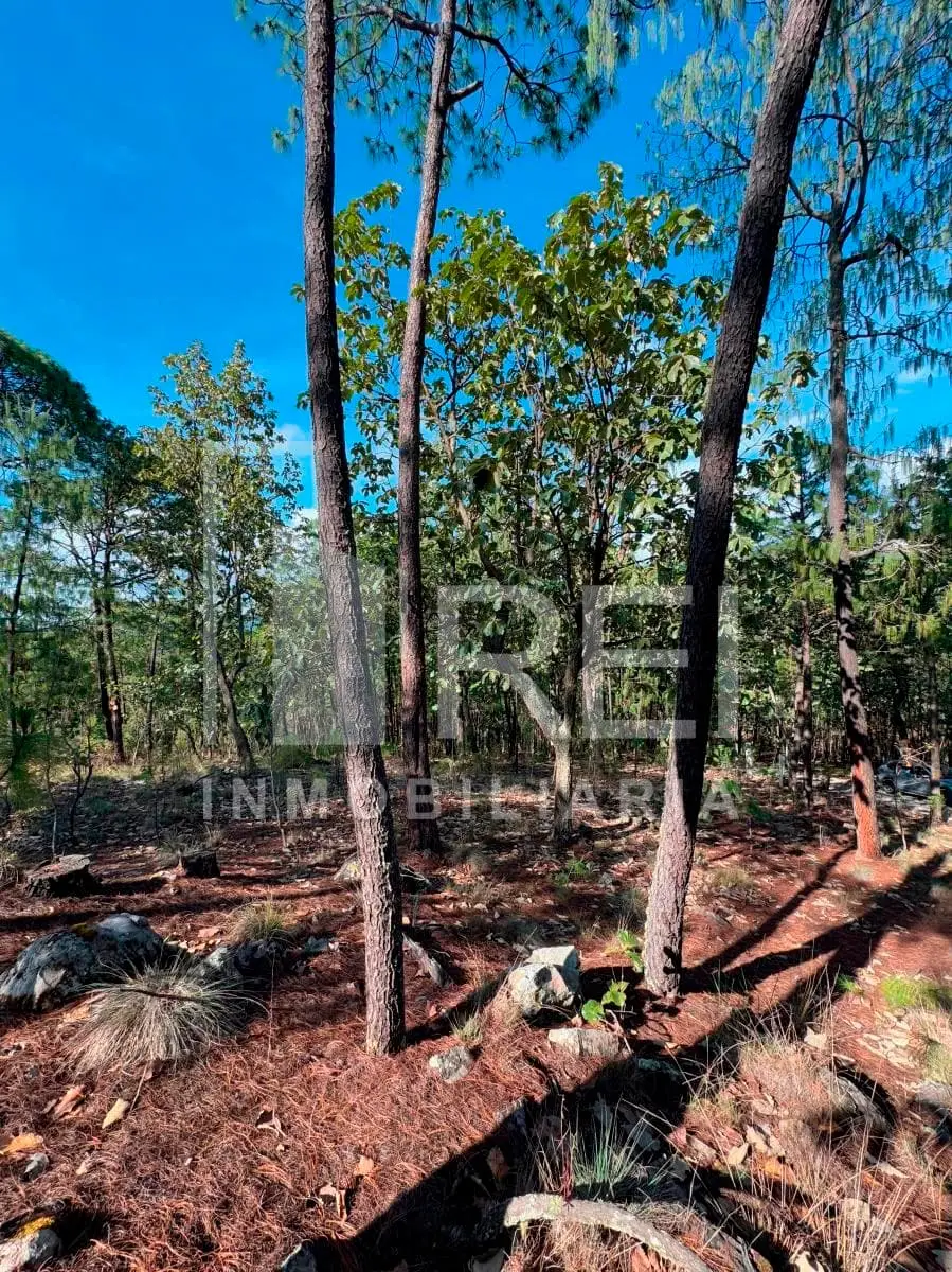 Venta Terreno en Sierra Mazati en Agua Zarca Tapalpa — foto 9