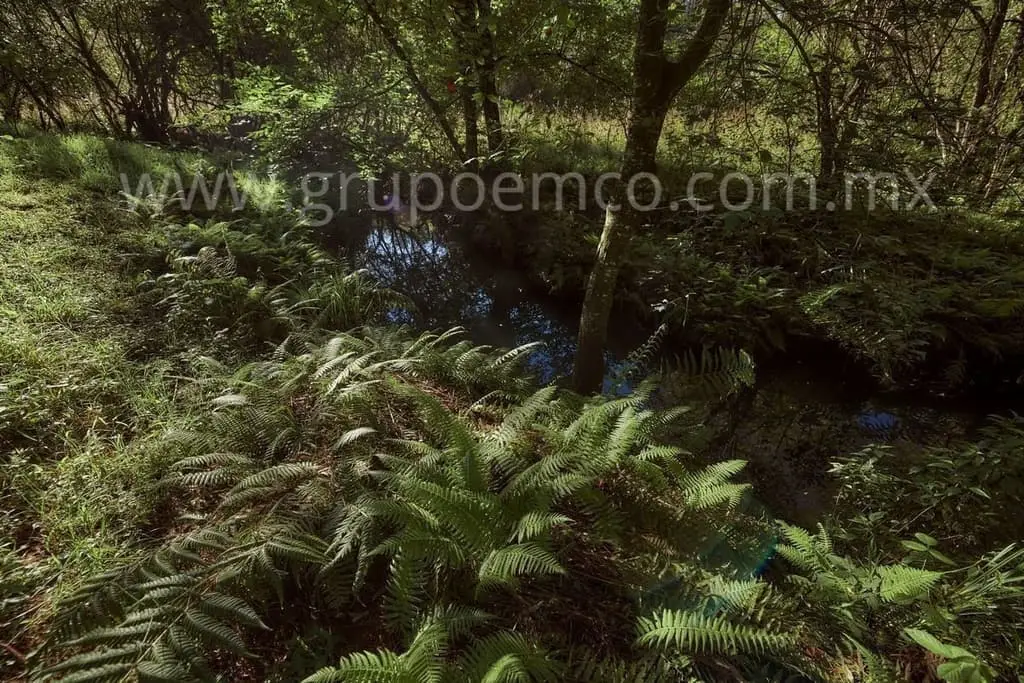 Terreno Campestre Reserva San Gregorio, Concepción de Buenos Aires — foto 5