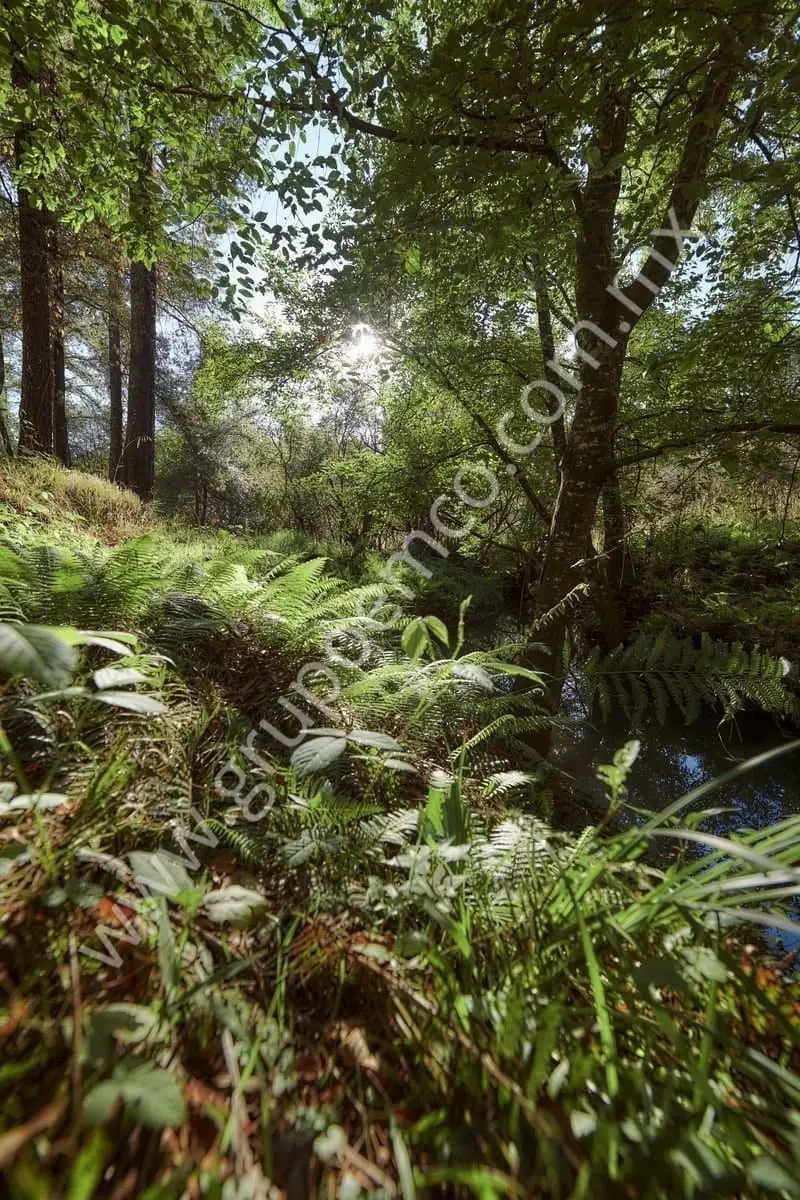 Terreno Campestre Reserva San Gregorio, Concepción de Buenos Aires — foto 7