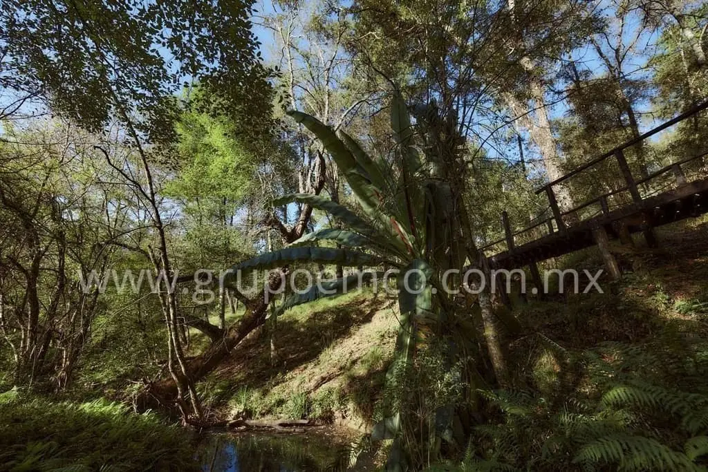 Terreno Campestre Reserva San Gregorio, Concepción de Buenos Aires — foto 9