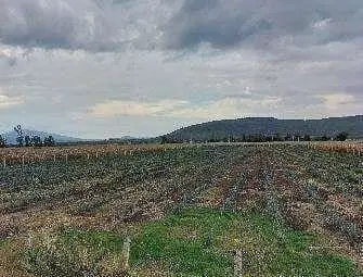 Terreno Rústico en venta en Poncitlán, Jalisco — foto 2