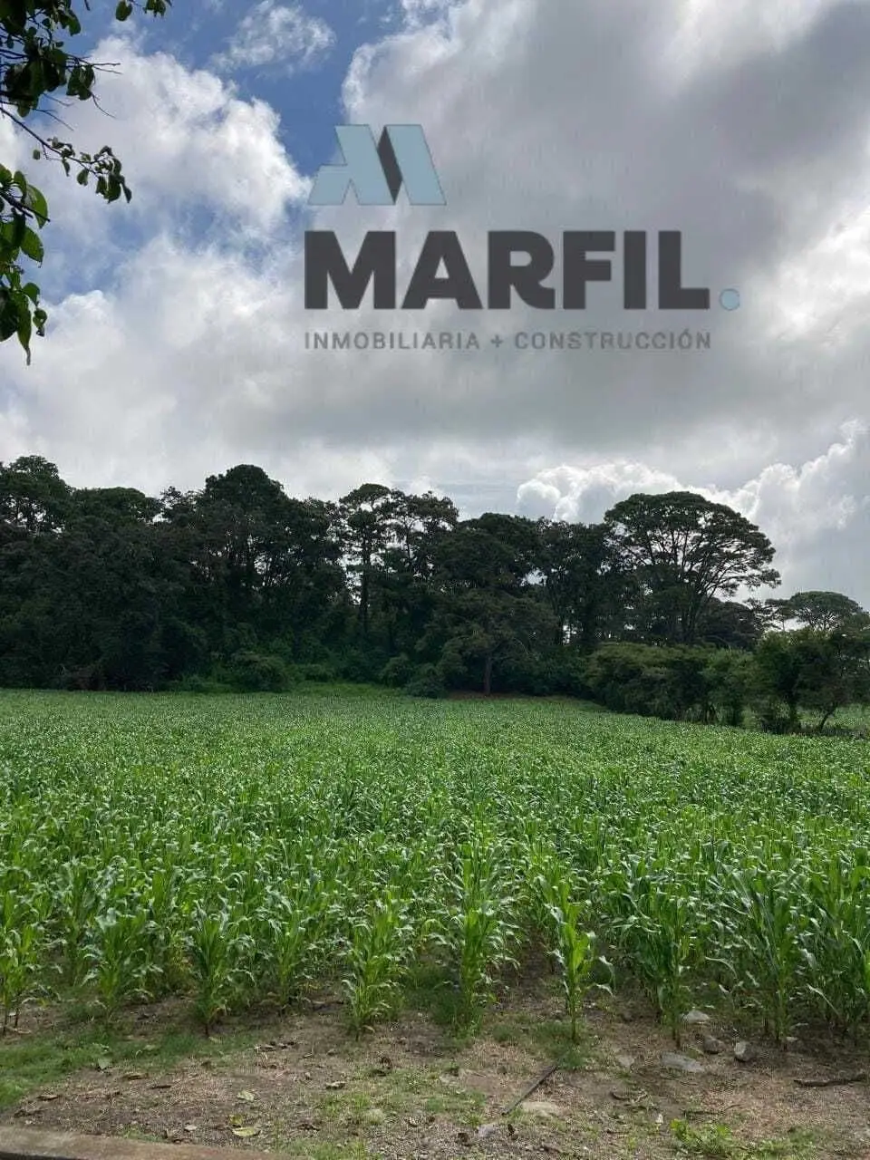 52 Hectáreas en Venta a 5km de Montitlan Cuauhtémoc Colima — foto 3