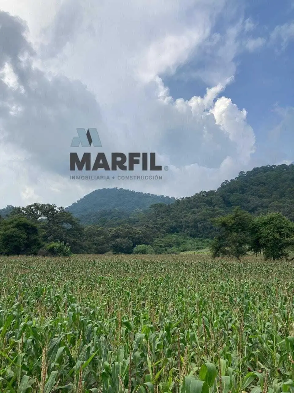 52 Hectáreas en Venta a 5km de Montitlan Cuauhtémoc Colima — foto 5