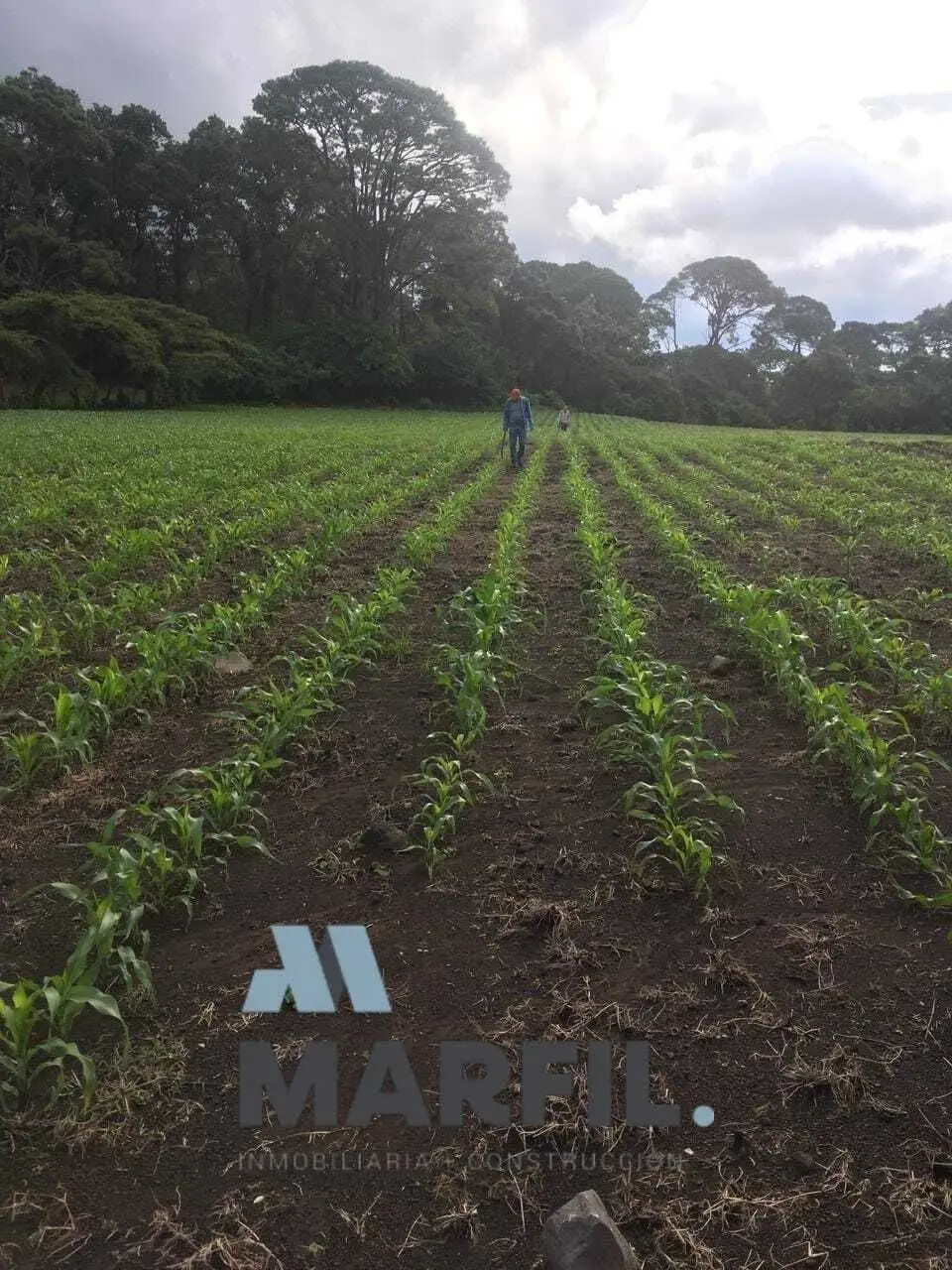 52 Hectáreas en Venta a 5km de Montitlan Cuauhtémoc Colima — foto 10