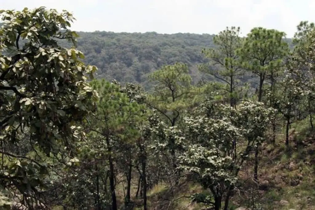 Terreno En Venta En San Antonio Jalisco — foto 4