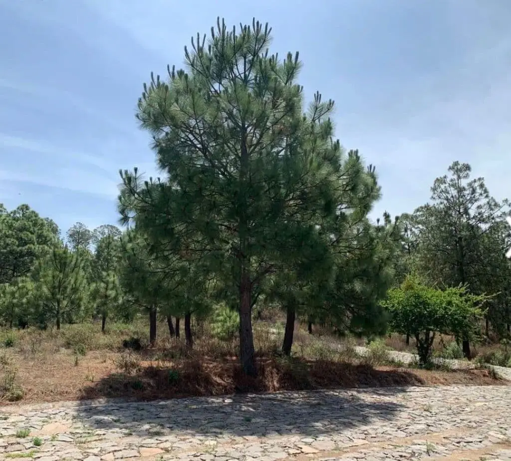 Terreno Venta Real de Encinos Tapalpa — foto 5