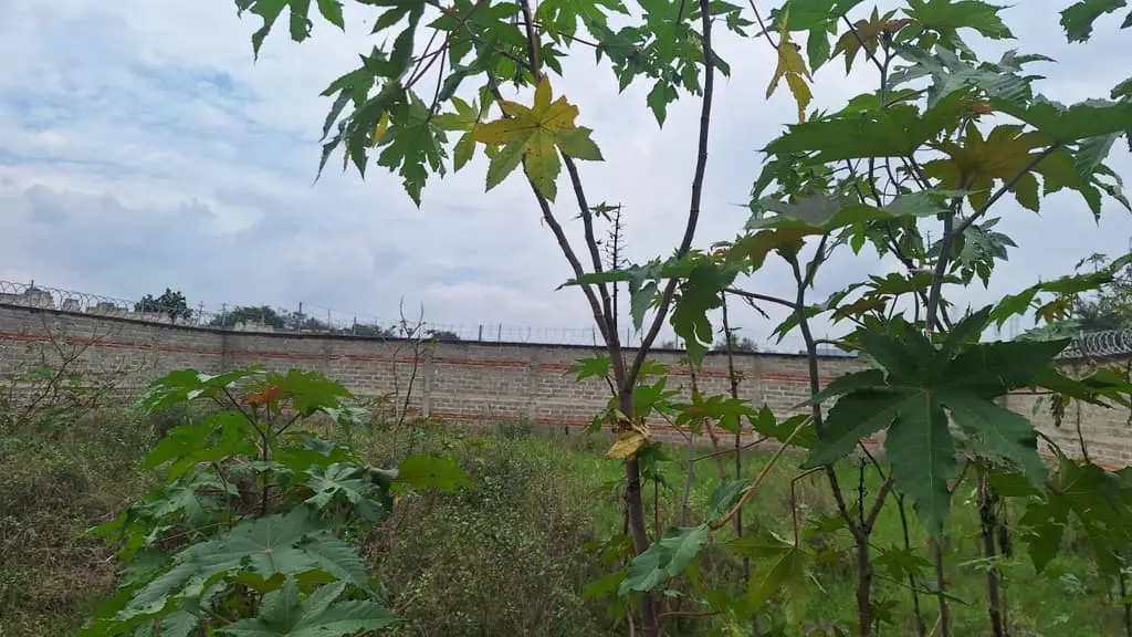 Terreno Bardeado de 441 M2( 21 X21) en Venta(Es Ejidal), en Santa Cruz del Astillero, Municipio de Arenal, Jalisco — foto 8