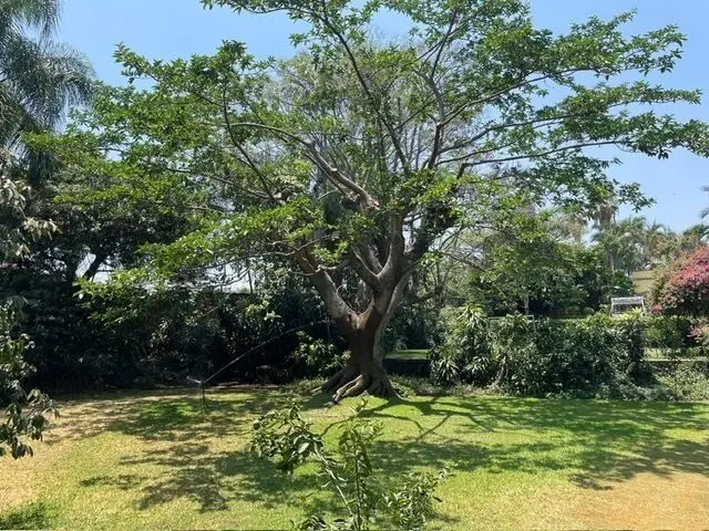 Venta de Casa con uso de suelo comercial y alberca — foto 5
