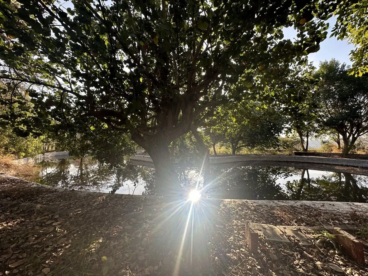 Propiedad en Venta como Terreno, en Xoxocotla, Mor. — foto 6