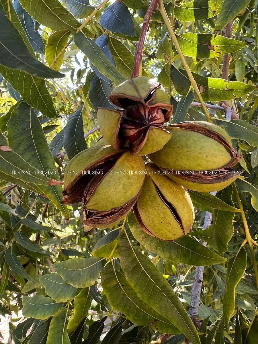 Nogalera en Venta — foto 2